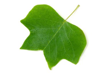 Bir Lale kavak yaprağı veya Liriodendron tulipifera beyaz bir arka plan üzerinde izole