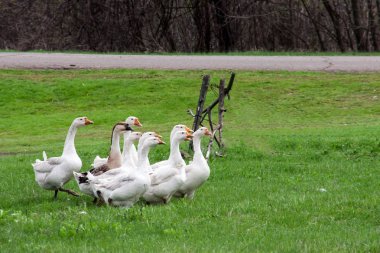 Bahar alan çim üzerinde otlatma kaz sürüsü