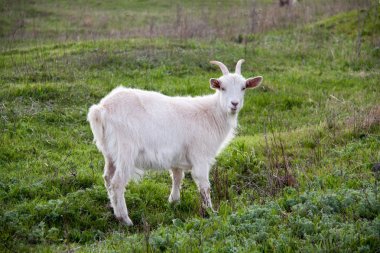 Bir alandaki yeşil çimenlerin üzerinde bir beyaz keçi