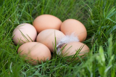 tavuk yumurtası yeşil çim bir yuvada yalan