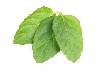 Beyaz arkaplanda izole edilmiş taze nane yaprakları