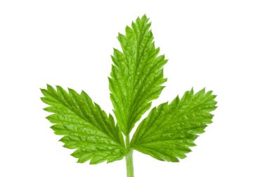 Beyaz arka plan üzerinde izole taze ahududu yaprağı