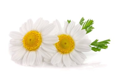 iki papatya veya papatya ile yaprakları üzerinde izole beyaz arka plan