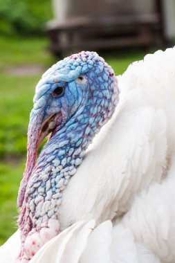 Türkiye erkek veya işkembe closeup yeşil bir arka plan üzerinde portresi