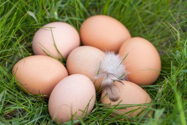 tavuk yumurtası yeşil çim bir yuvada yalan