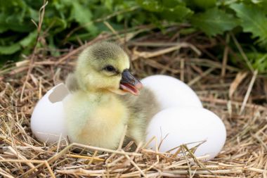 Kırık yumurta kabuğu ve saman Nest yumurta ile şirin küçük yerli kaz yavrusu