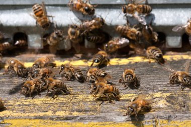 Arılar ön giriş yakın çekim yığını. Seçici odak