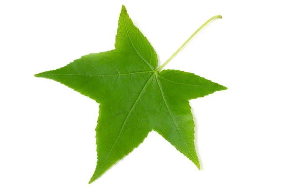 Folha verde de Liquidambar styraciflua isolado no fundo branco — Fotografia de Stock