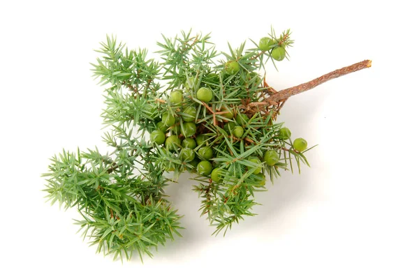 Beyaz arka plan üzerinde izole çilek ile yeşil ardıç şube