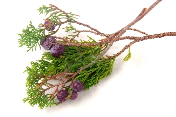 Beyaz arka plan üzerinde izole çilek ile yeşil ardıç şube