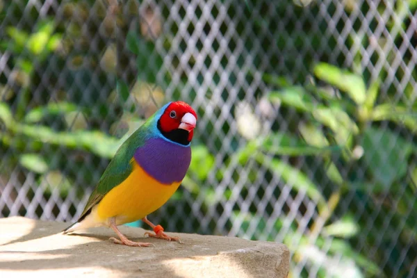 O tentilhão de Gouldian ou Erythrura gouldiae, macho, vulgo o tentilhão de Lady Gouldian, o tentilhão de Goulds ou o tentilhão do arco-íris — Fotografia de Stock