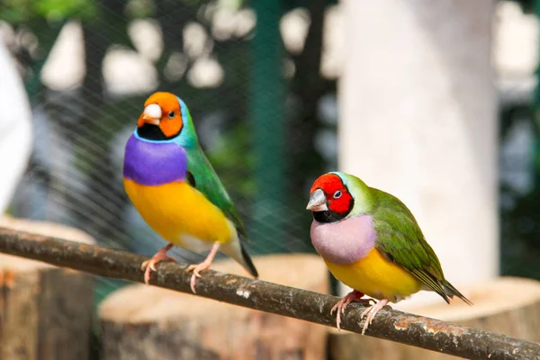 The Gouldian finch or Erythrura gouldiae, male, aka the Lady Gouldian finch, Goulds finch or the rainbow finch — Stock Photo, Image