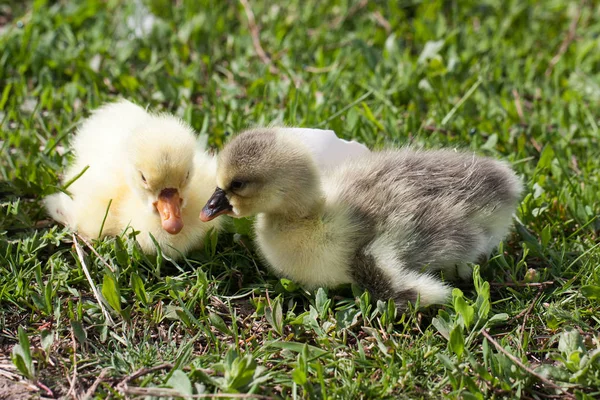 Twee kleine binnenlandse gosling in groen gras — Stockfoto