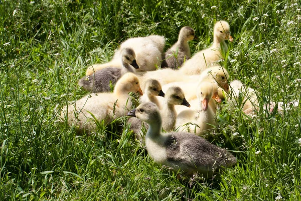 Una bandada de pequeños gansos pastando en hierba verde — Foto de Stock