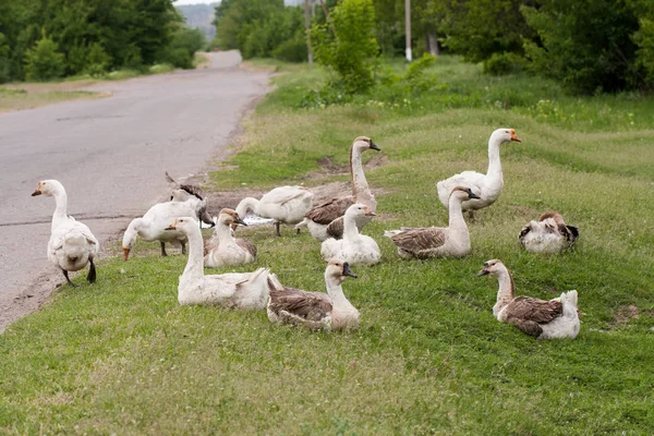 Stado gęsi na trawie w pobliżu drogach — Zdjęcie stockowe