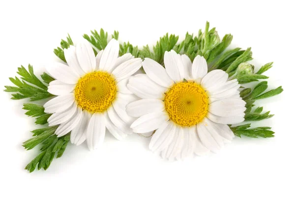 Deux camomilles ou marguerites avec des feuilles isolées sur fond blanc — Photo