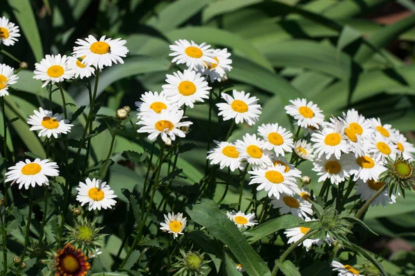 Blommande kamomillblommor på en äng i sommar. Bakgrund — Stockfoto