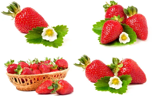 Aardbei met bladeren en bloemen geïsoleerd op een witte achtergrond. Verzameling of reeks — Stockfoto