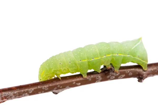 Groene rups op stick geïsoleerd op witte achtergrond — Stockfoto