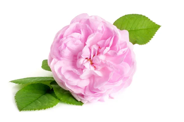 Rosa selvagem flor florescendo isolado em um fundo branco — Fotografia de Stock