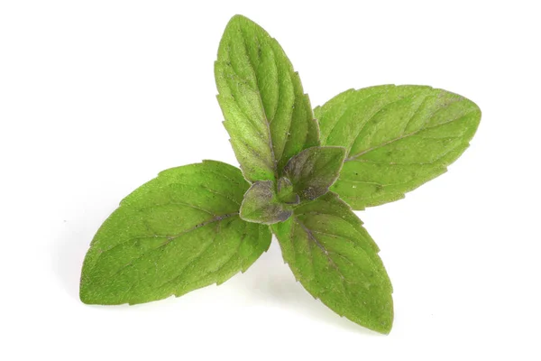 Fresh mint leaf isolated on white background — Stock Photo, Image