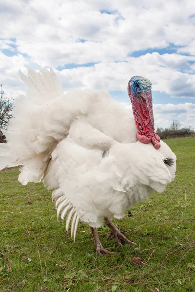 Pavo blanco macho o gobbler primer plano sobre el fondo azul del cielo — Foto de Stock