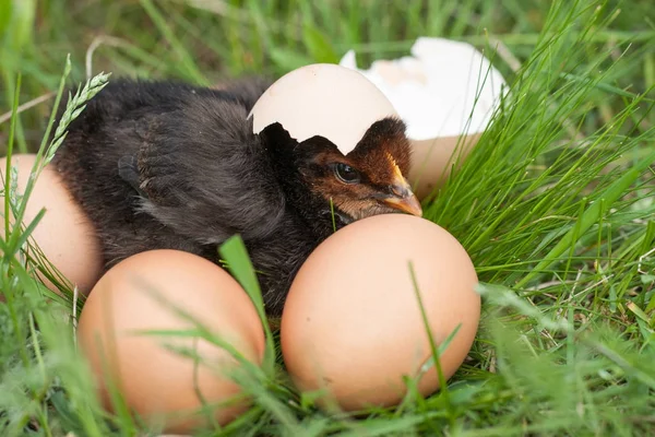 Galinha bebê com casca de ovo quebrada e ovos na grama verde — Fotografia de Stock
