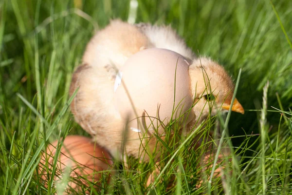 Baby chicken with eggs in the green grass — Stock Photo, Image