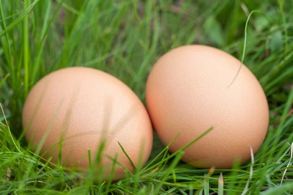 Два куриных яйца, лежащие в гнезде зеленой травы — стоковое фото