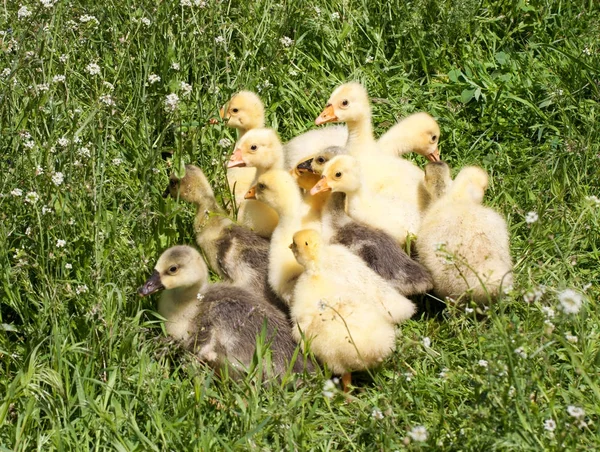 Una bandada de pequeños gansos pastando en hierba verde — Foto de Stock