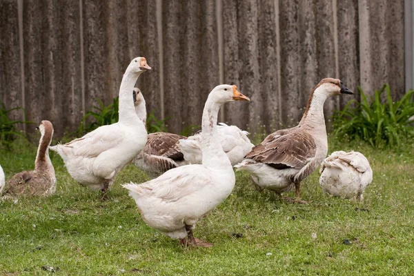 Flock of geese on the grass near the fence — Stock Photo, Image