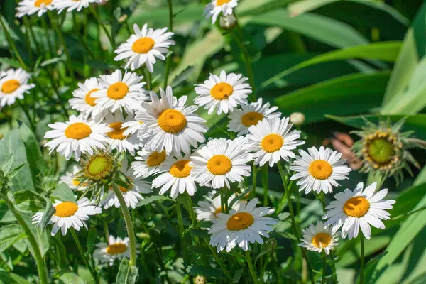 Blommande kamomillblommor på en äng i sommar. Bakgrund — Stockfoto