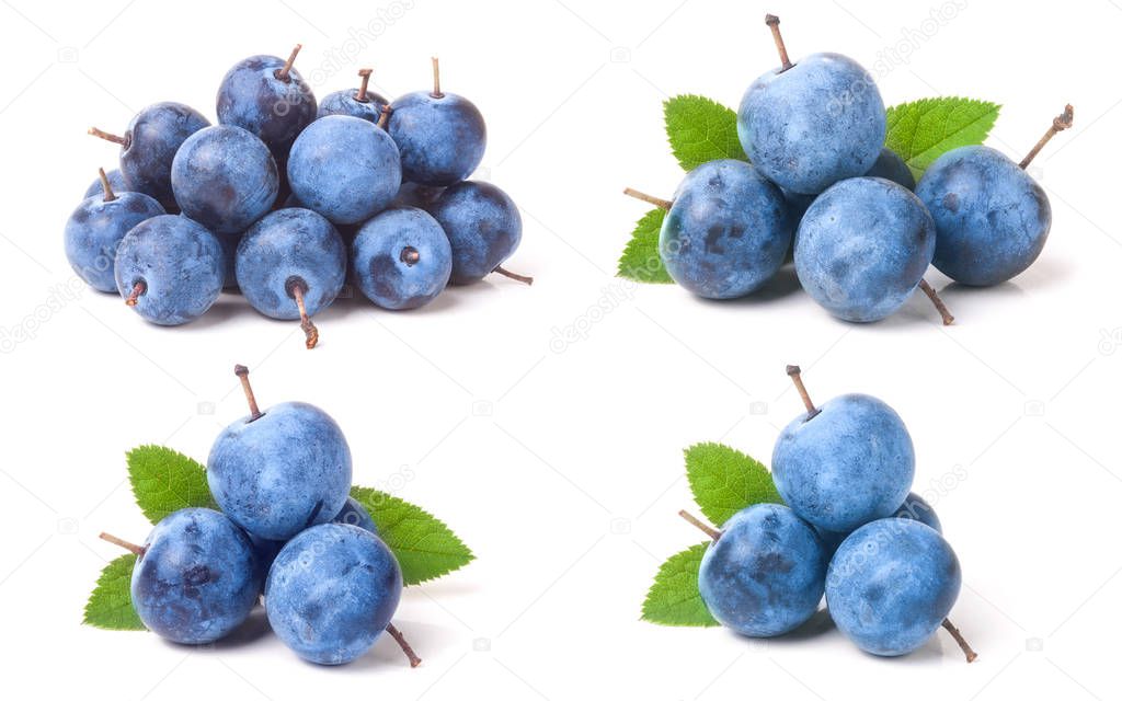 fresh blackthorn berries with leaves isolated on white background. Set or collection