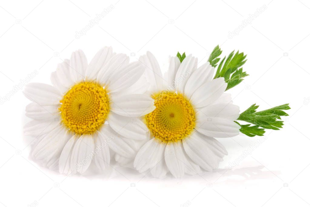 two chamomile or daisies with leaves isolated on white background