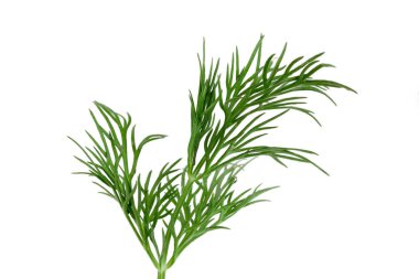 Taze yeşil dereotu beyaz arkaplanda izole edildi