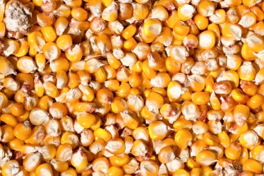 Kurutulmuş Mısır arka plan olarak. Üstten Görünüm