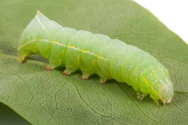Yaprak üzerinde yeşil güzel caterpillar yakın çekim