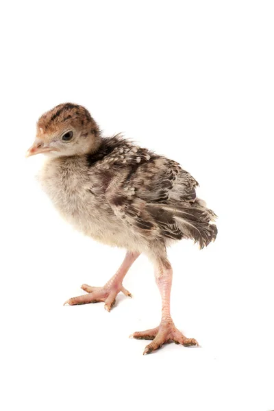 Peru de frango isolado em um fundo branco — Fotografia de Stock