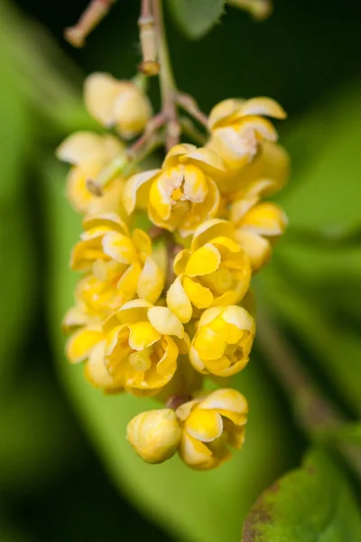 Gros plan de l'épine-vinette en fleurs Berberis amurensis. Concentration sélective, peu profonde DOF — Photo