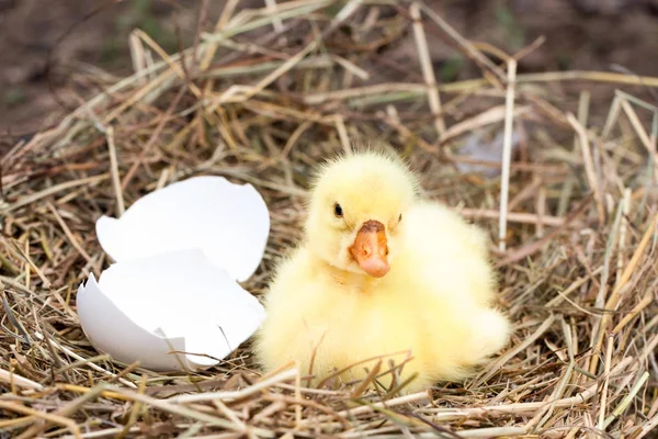 Bonito pouco gosling doméstico com casca de ovo quebrada no ninho de palha — Fotografia de Stock