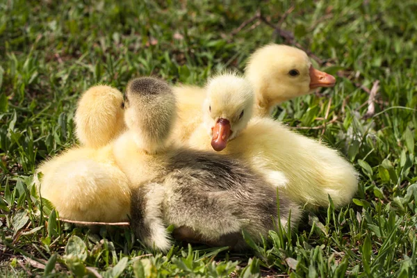 Vier kleine binnenlandse gosling in groen gras — Stockfoto