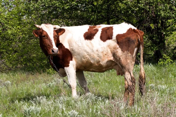 Köyün bir çayır üzerinde kahverengi ve beyaz inek grazes — Stok fotoğraf