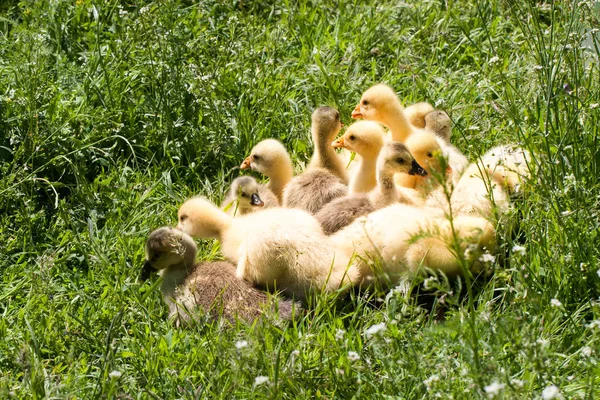 Een zwerm van kleine ganzen grazen in het groene gras — Stockfoto