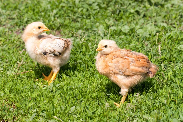 Dos pollitos amarillos en la hierba verde — Foto de Stock