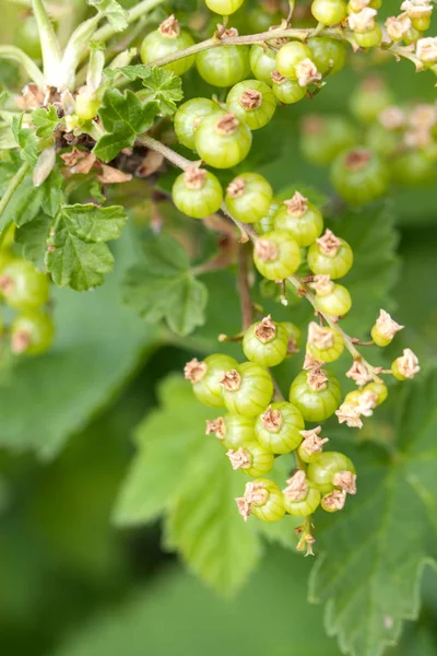 Unripe green redcurrant berries on a branch close-up — Stock Photo, Image