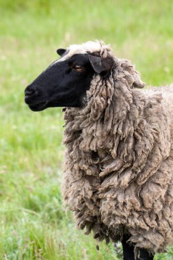 bir koyun yeşil çimenlerin üzerinde otlatmak. Yakın çekim