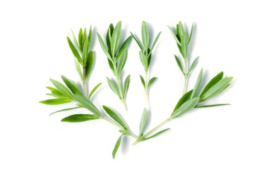 Kekik taze bitkisi beyaz arkaplanda izole edilmiş.