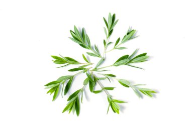 Kekik taze bitkisi beyaz arkaplanda izole edilmiş.