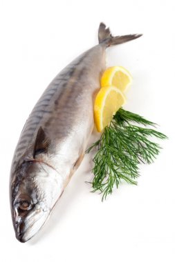 Beyaz arka plan üzerinde izole bir taze uskumru