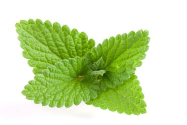 Melissa yaprak veya beyaz arka plan üzerinde izole oğul otu
